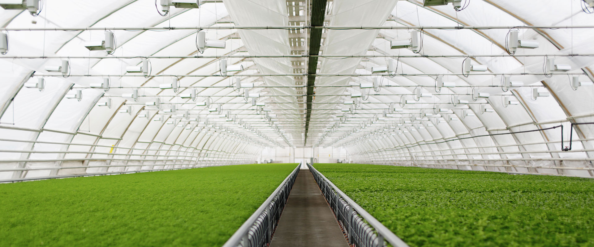 Greenhouse_6486390972 ビニールハウスの運営