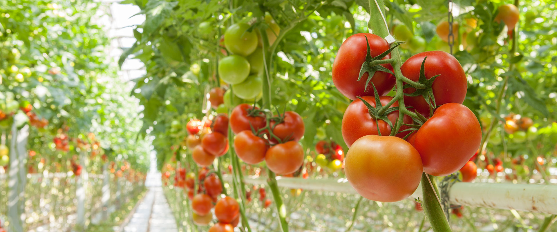 Greenhouse_6486390974 アドバンテック ビニールハウスでのIoT活用事例