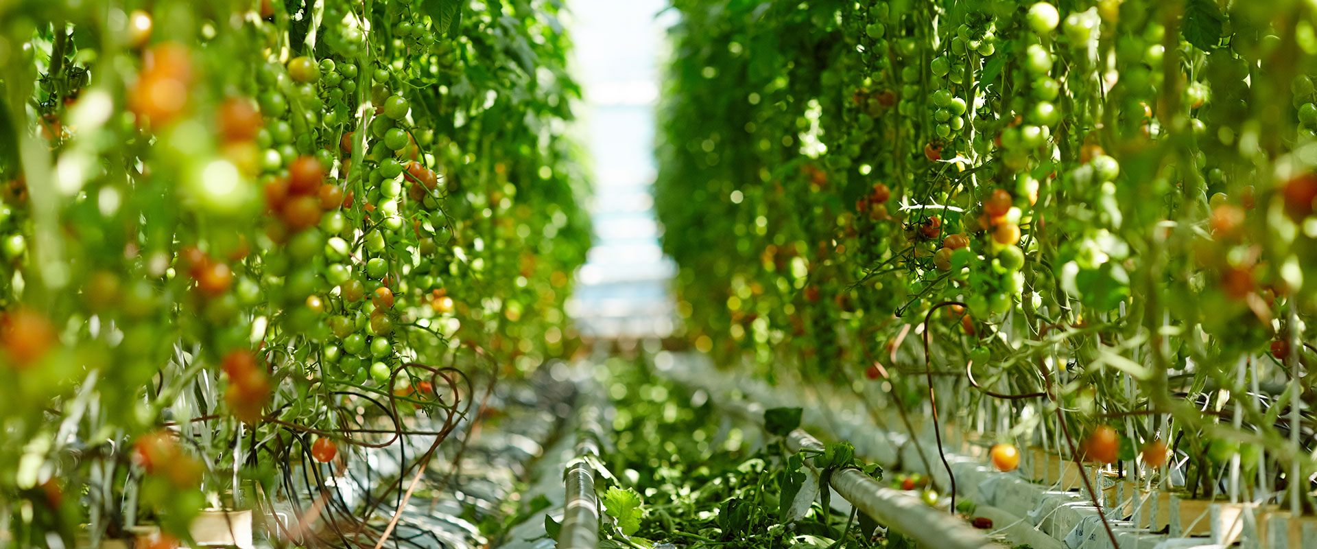 Greenhouse_6486390975 ビニールハウスのIoT活用事例
